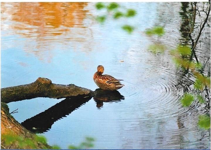 A duck sits on a submerged log in a body of water, with reflections of trees visible on the surface.