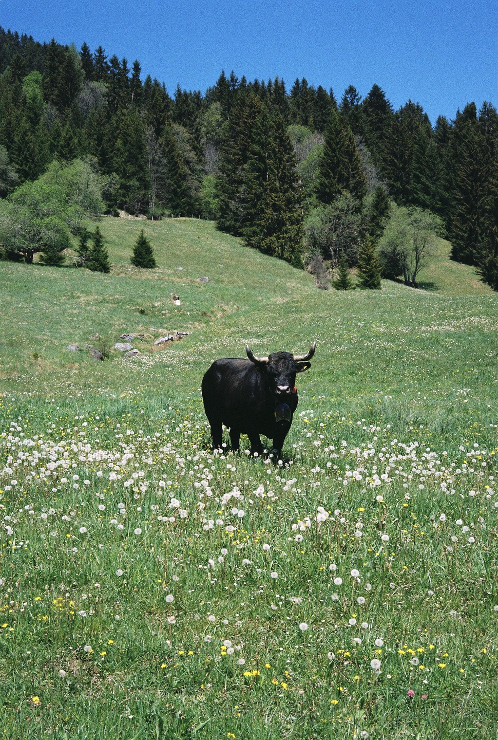 A black bull stands in a field of dandelions with a forest in the background.