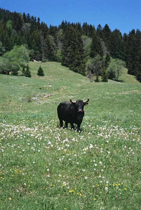 A black bull stands in a field of dandelions with a forest in the background.