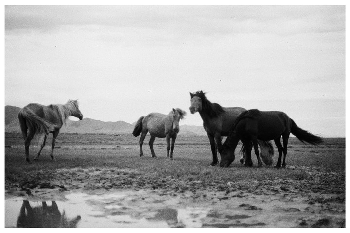Four horses stand in a muddy field with mountains in the background.
