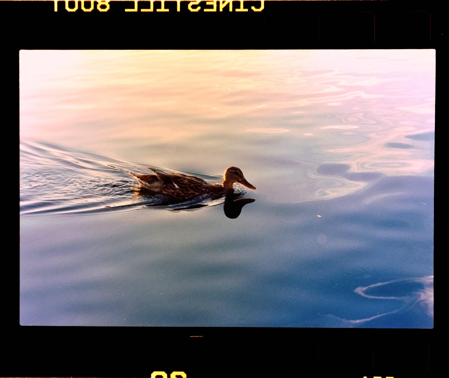 A duck swims in water reflecting the golden hour sky.