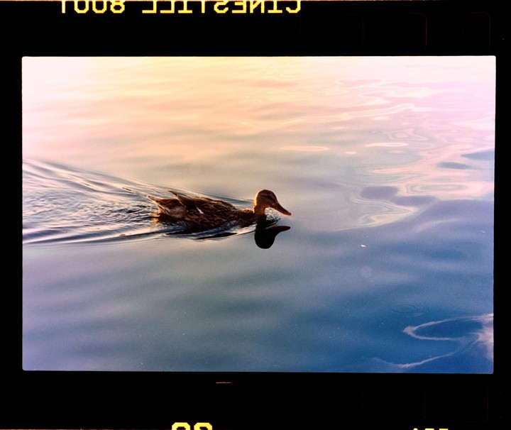A duck swims in water reflecting the golden hour sky.