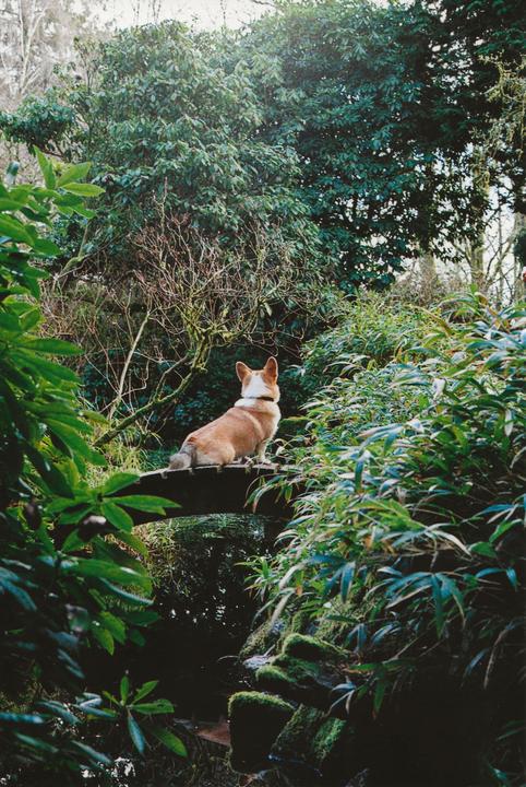 A corgi sits on a wooden bridge over a stream, surrounded by lush green foliage.