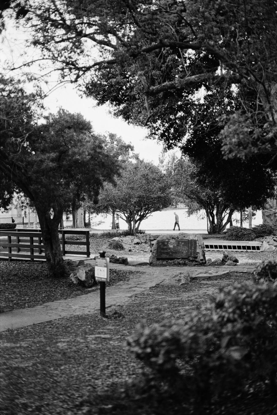 A man walks along a path in a park with many trees and a body of water in the background.