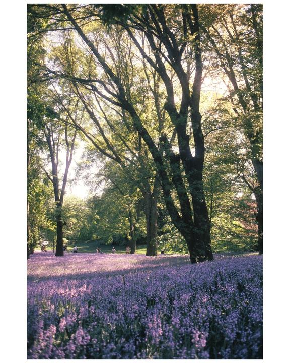 A field of purple flowers is visible under tall trees with sunlight filtering through the leaves.