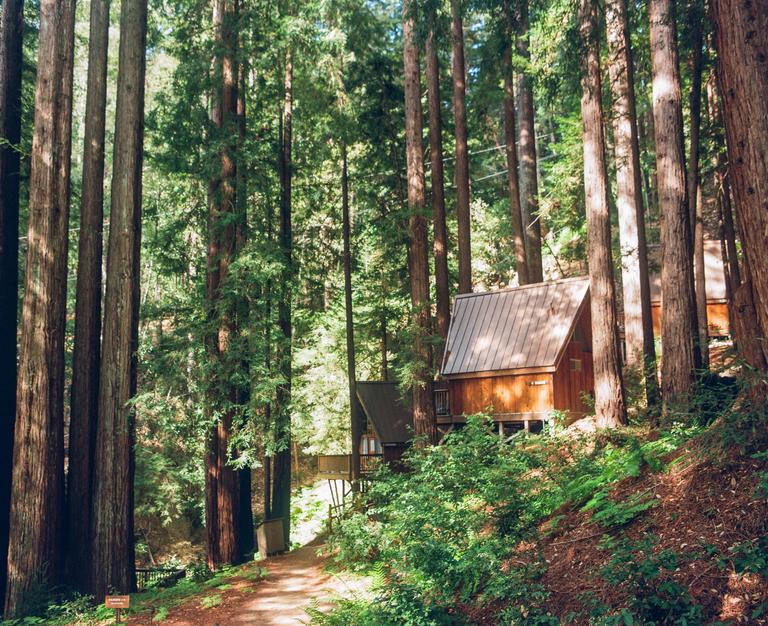 A small wooden cabin with a metal roof is nestled among tall redwood trees on a sunny day.