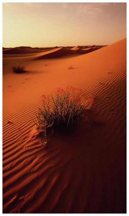 A desert plant with red flowers grows on a sand dune with ripples in the sand.