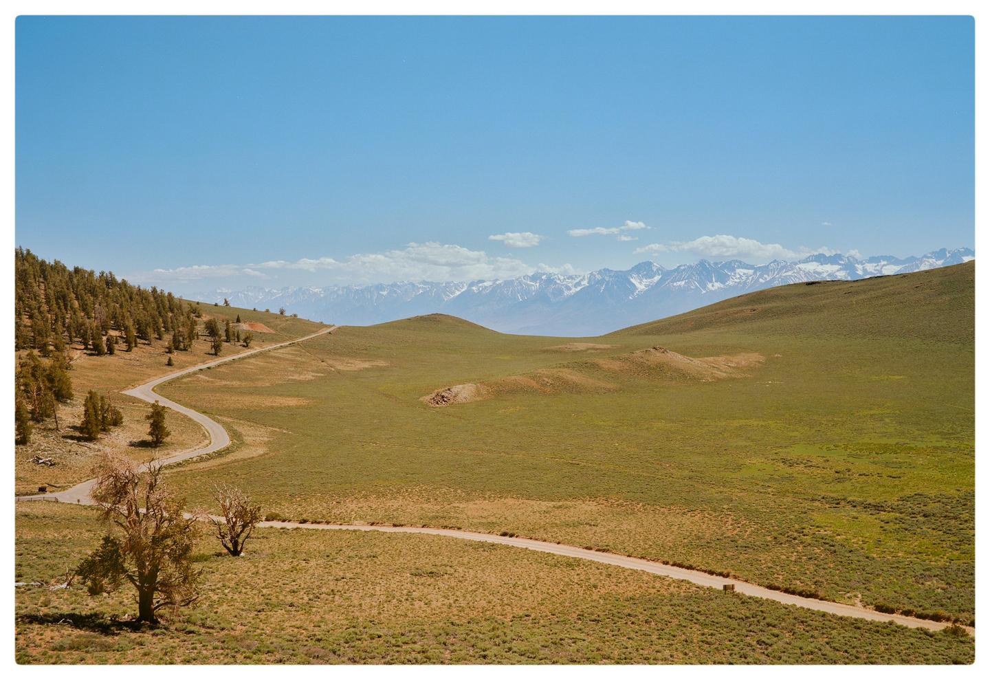 A winding road leads through a grassy landscape with trees on one side and snow-capped mountains in the distance under a clear blue sky.