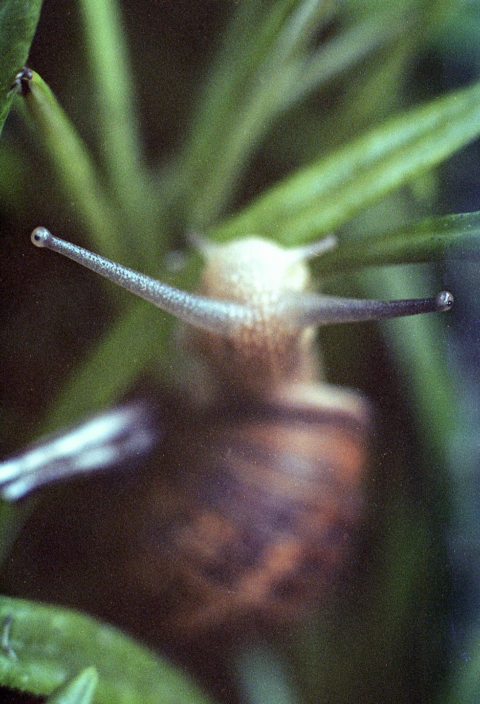 A snail with its antennae extended is visible among green foliage.
