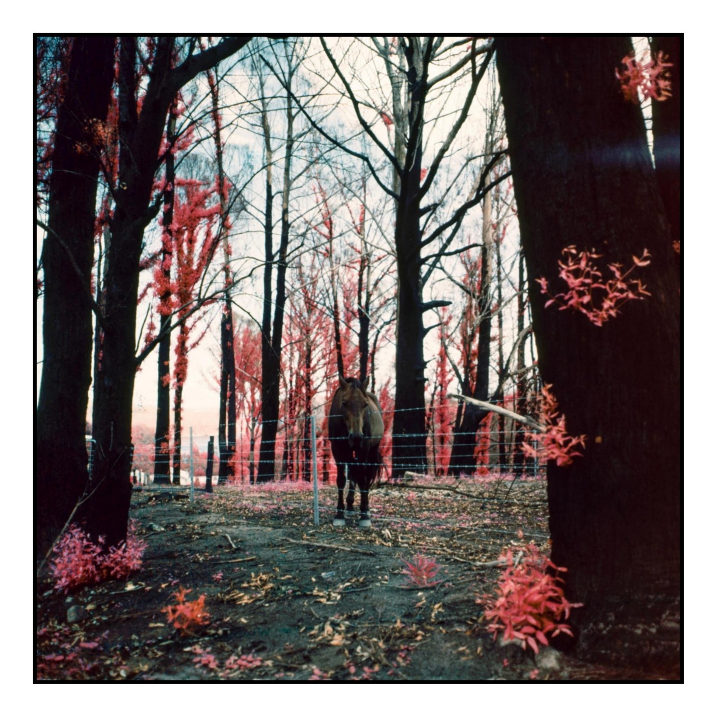 A horse stands in a forest with red foliage and bare trees.