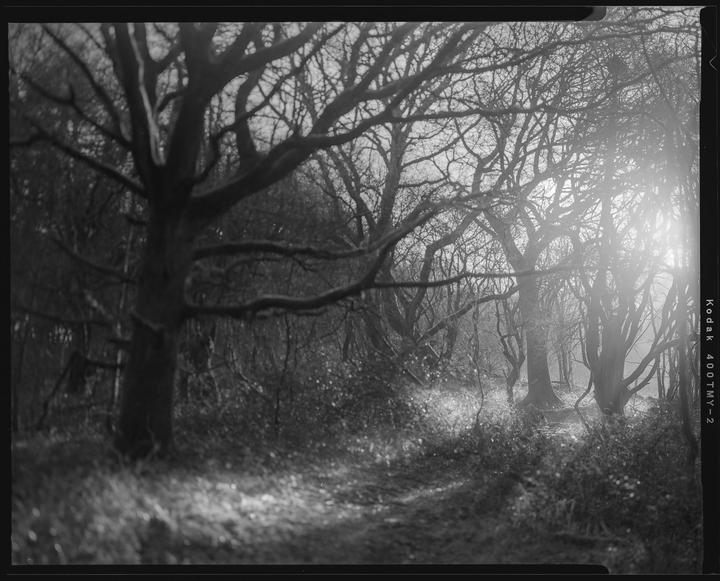 Sunlight streams through a forest of bare trees, illuminating a path on the ground.