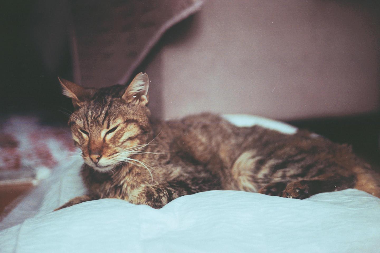 A tabby cat with closed eyes rests on a white blanket.