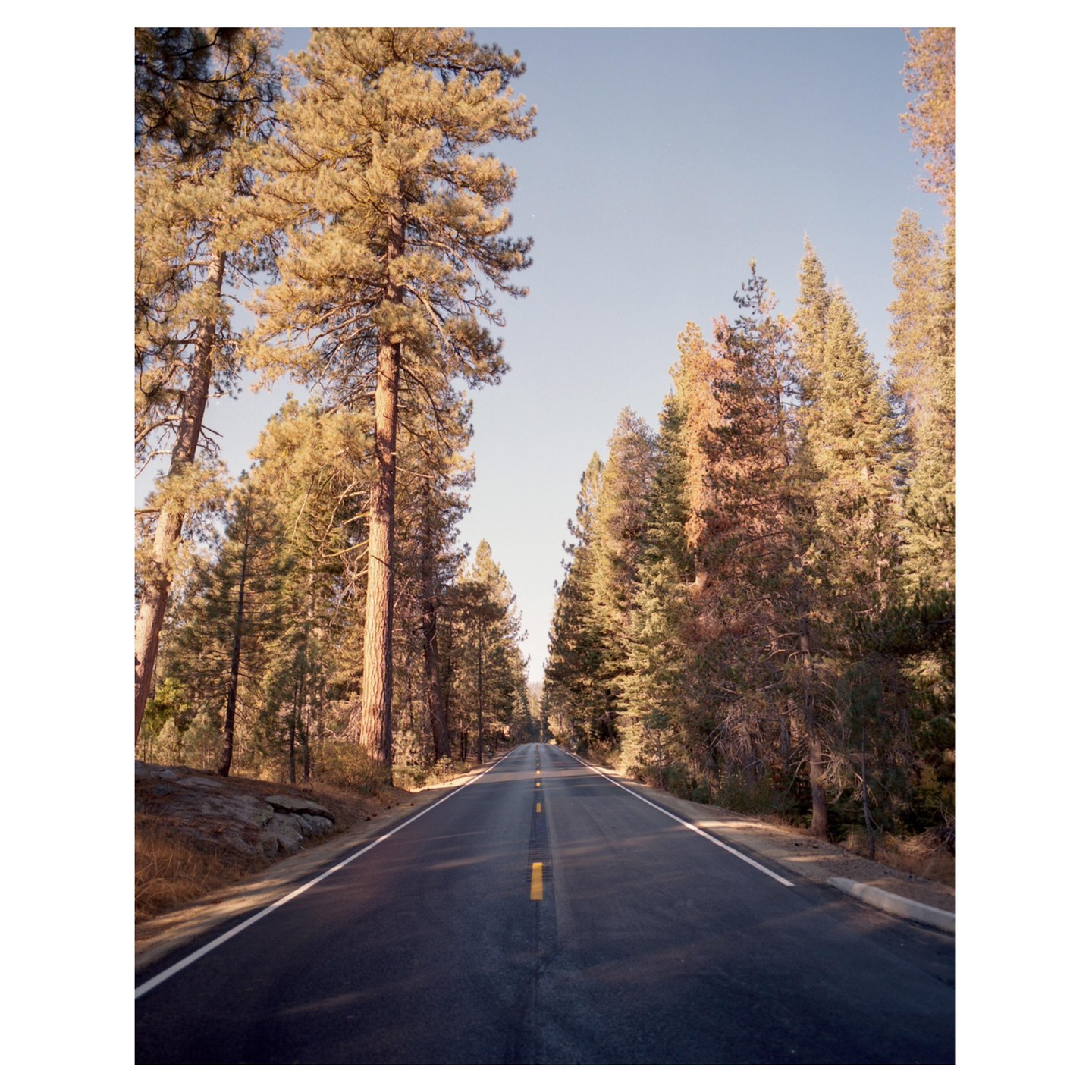 A long, straight road stretches through a forest of tall pine trees under a clear sky.