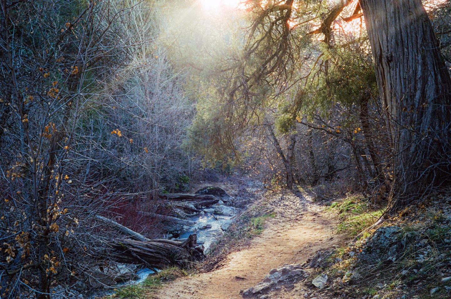 A dirt path winds through a forest with a stream and fallen logs.