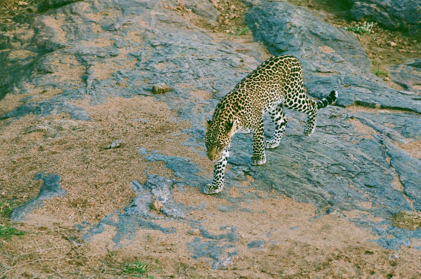 A leopard walks across a rocky, sandy landscape.