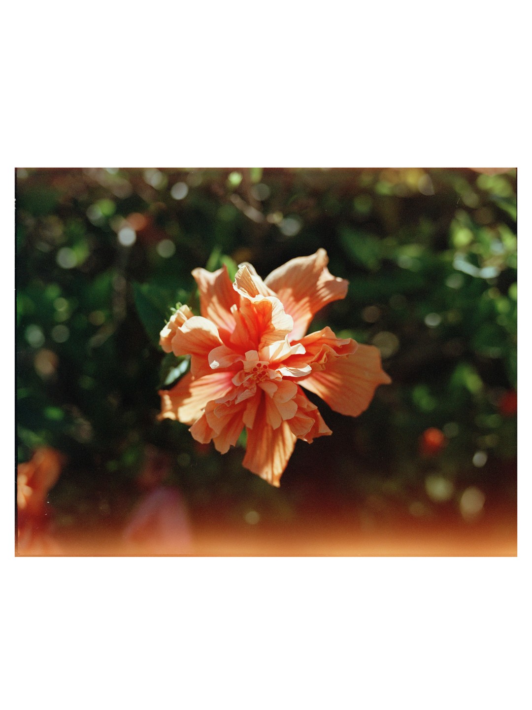 A single orange hibiscus flower is in focus against a blurred green background.