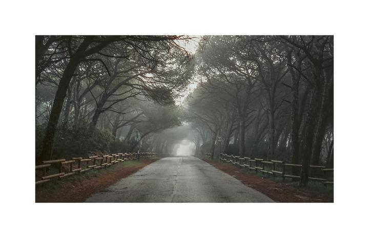 A road stretches into the distance, lined with trees and wooden fences, disappearing into a hazy fog.