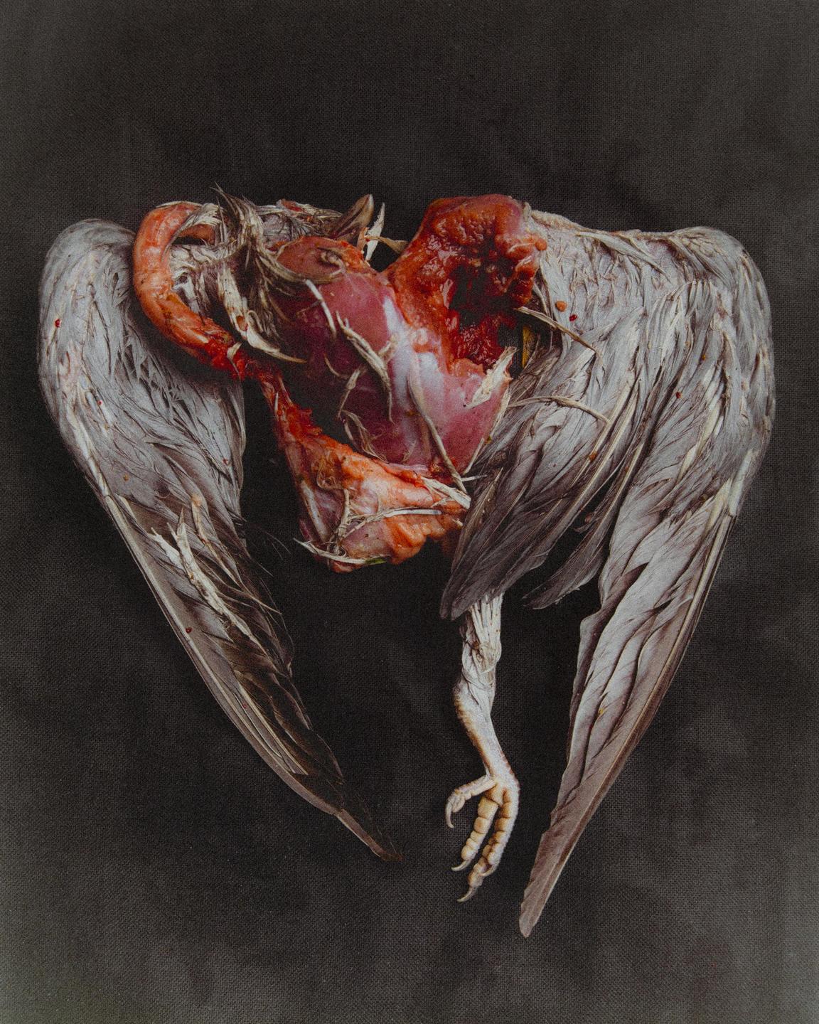 A dead dove with its chest cavity exposed lies on a dark surface.