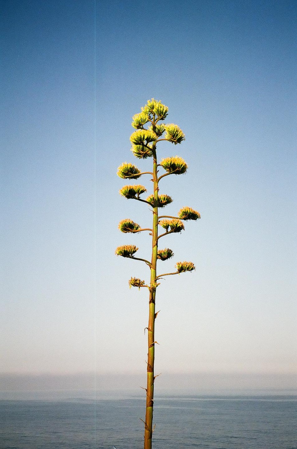 A tall agave plant with yellow blossoms stands against a clear blue sky above the ocean.