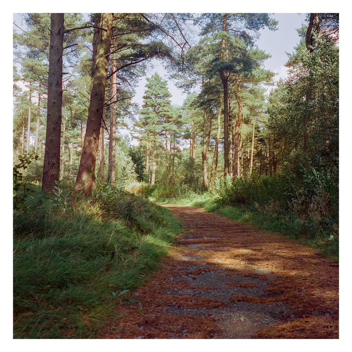 A narrow dirt path covered in pine needles winds through a sunlit forest.