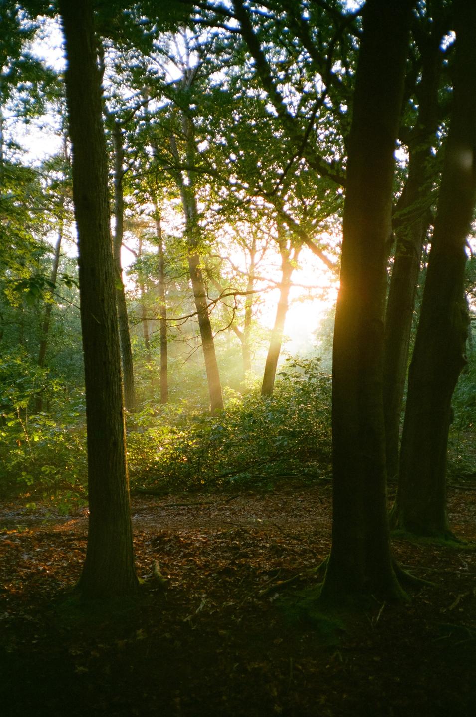 Sunlight streams through the trees in a forest, illuminating the undergrowth.