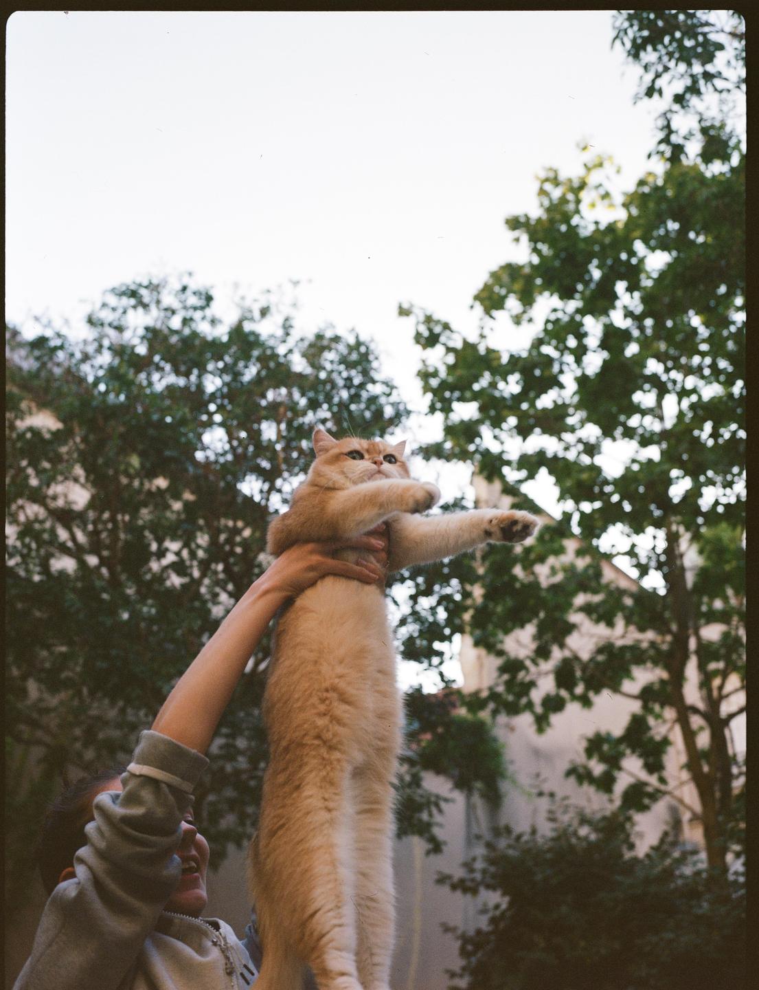 A person holds a cat up in the air against a backdrop of trees and sky.
