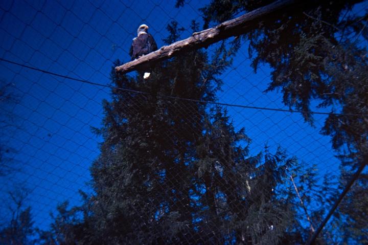 An eagle sits on a branch inside a netted enclosure with trees and a bright blue sky in the background.