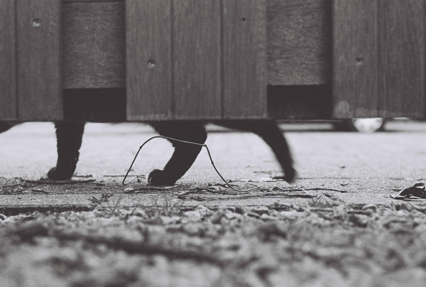 A cat's paws and tail are visible beneath a wooden fence.