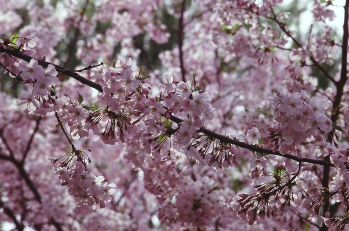 A close-up shot shows numerous pink blossoms on tree branches.