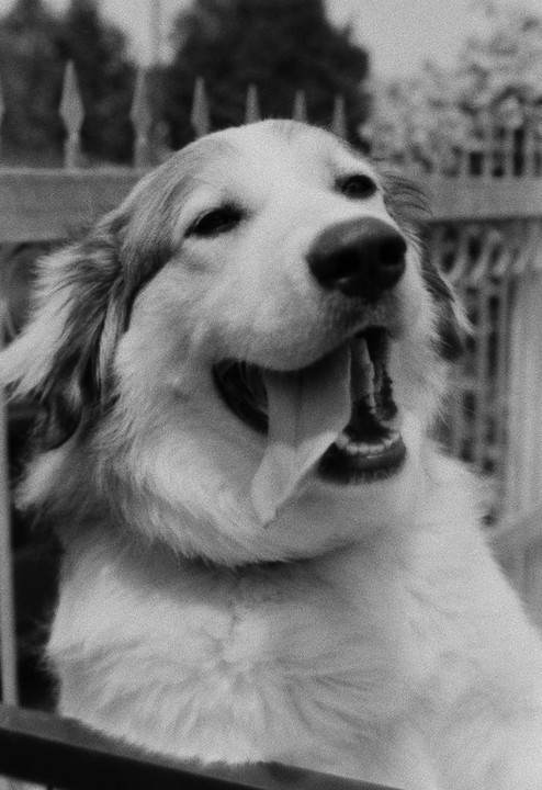 A dog with its mouth open and tongue out is visible in a close-up shot.