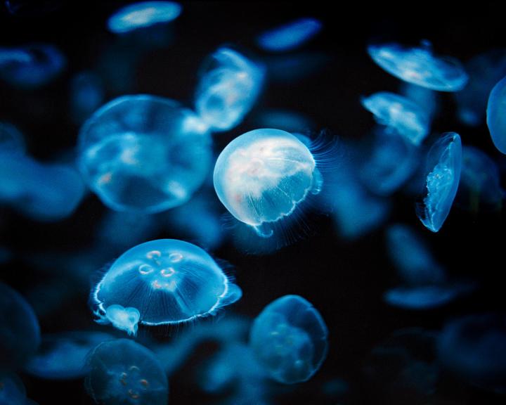 Many jellyfish swim in dark water.