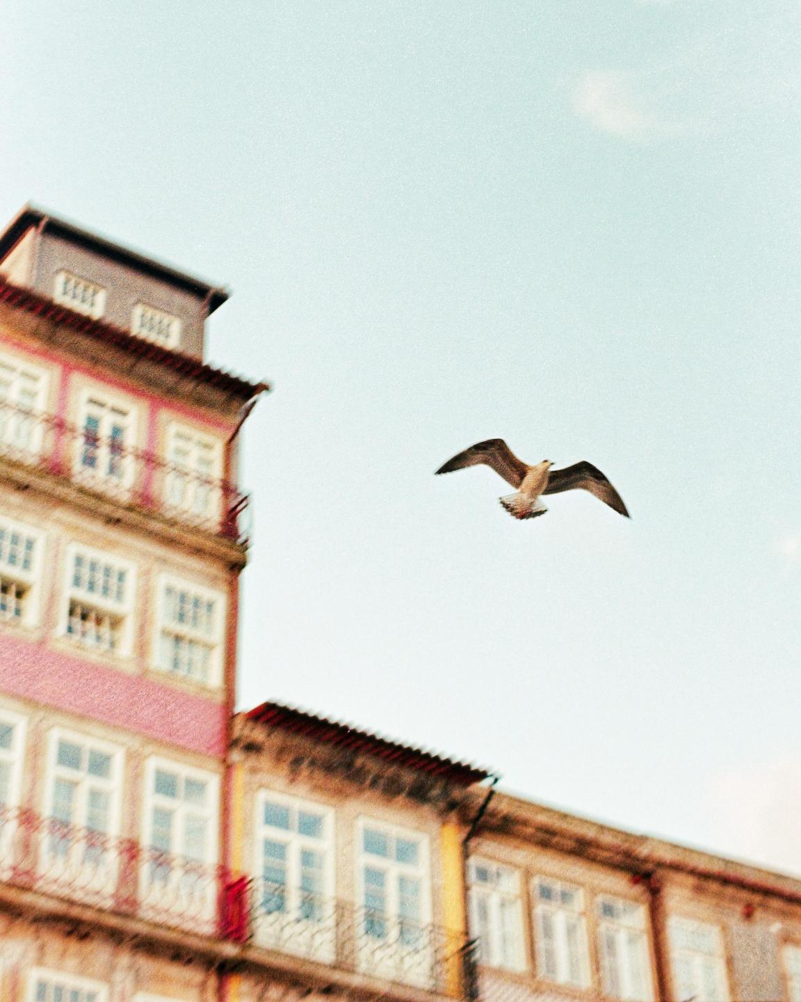 A seagull flies in the sky above buildings with balconies.