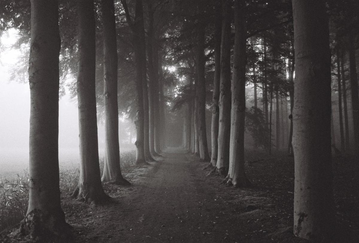 A path leads through a foggy forest with tall trees lining both sides.