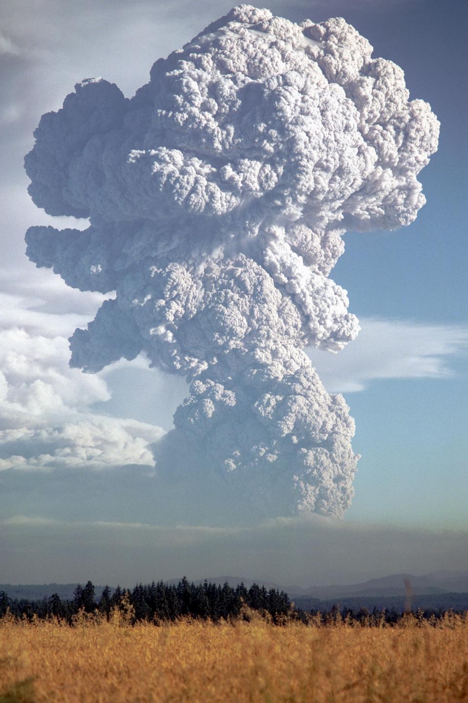 A large plume of smoke rises from a volcano behind a field of tall grass and a line of trees.