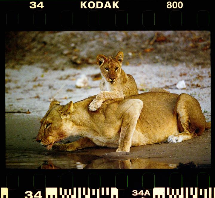 A lioness drinks water from a puddle while her cub rests on her back.