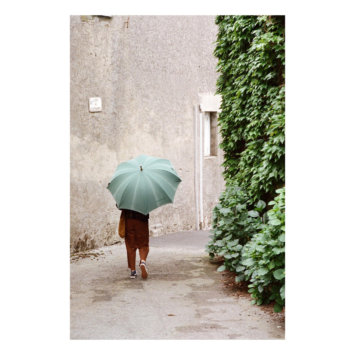 A person holding a green umbrella walks down a narrow alleyway next to a wall covered in ivy.