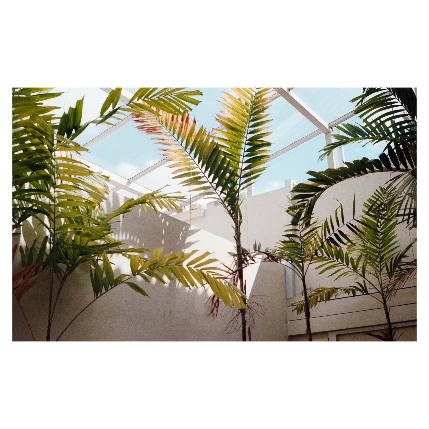 Palm trees grow in a courtyard with white walls and a glass roof.