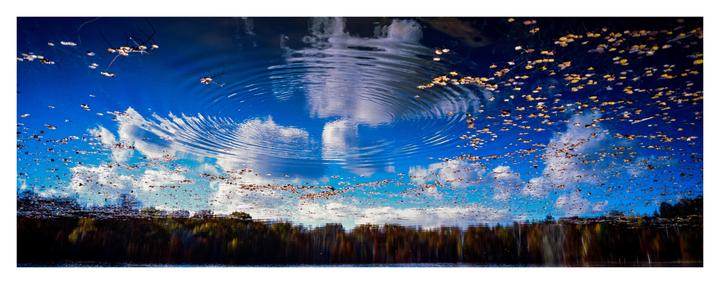The reflection of a blue sky with clouds and trees is visible in a body of water with ripples and floating leaves.