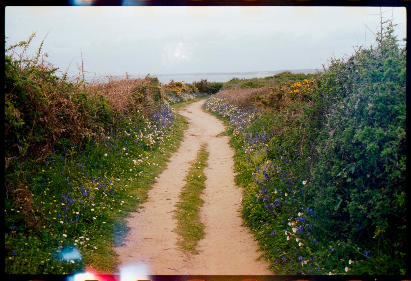 A narrow dirt path winds through a field of wildflowers and green bushes towards a body of water under a cloudy sky.
