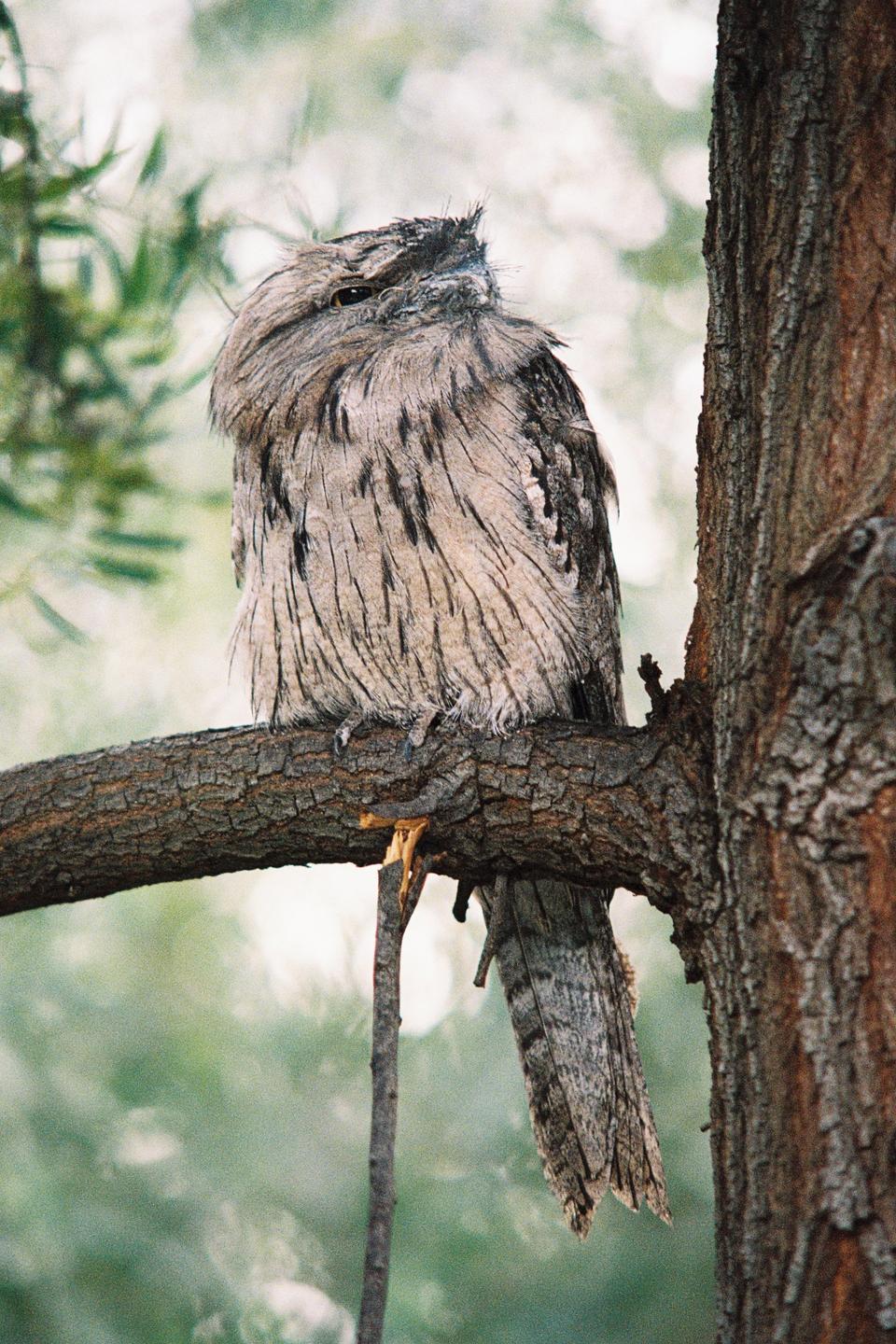 A tawny frogmouth perches on a tree branch, blending in with the bark.