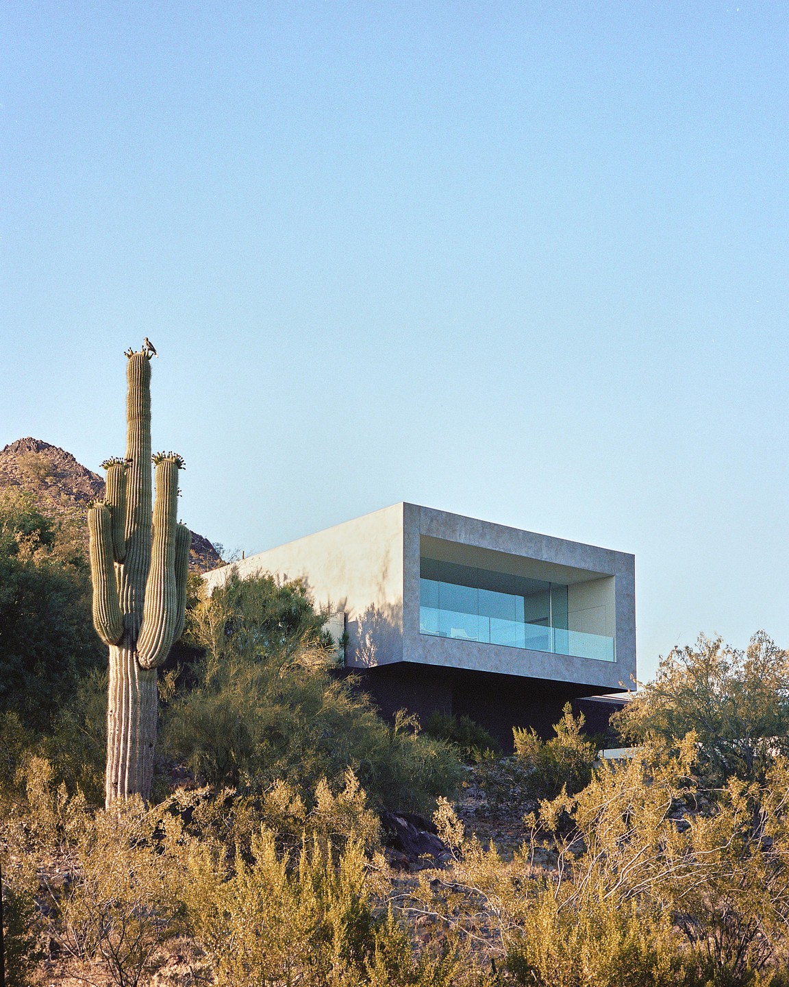 A modern house with large windows is nestled on a desert hillside next to a tall saguaro cactus.
