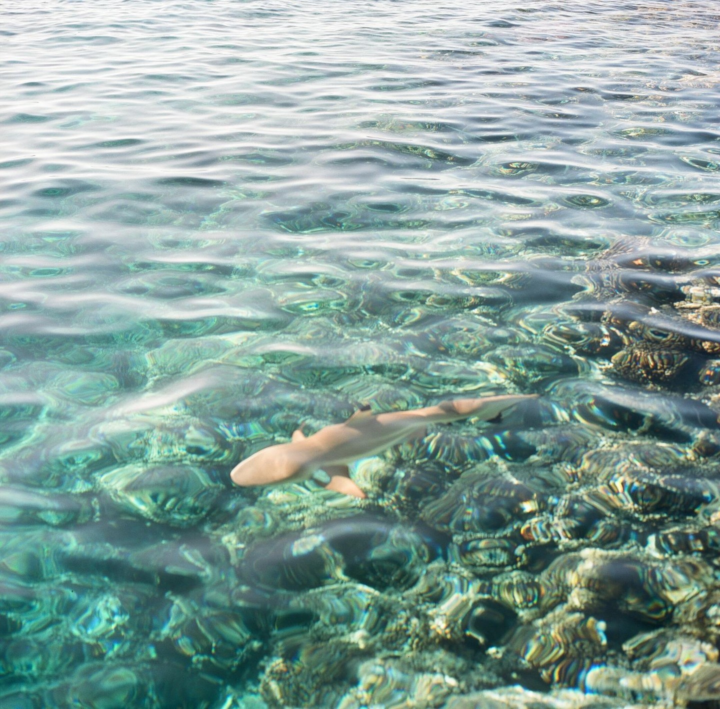 A small shark swims in clear, shallow water above a coral reef.