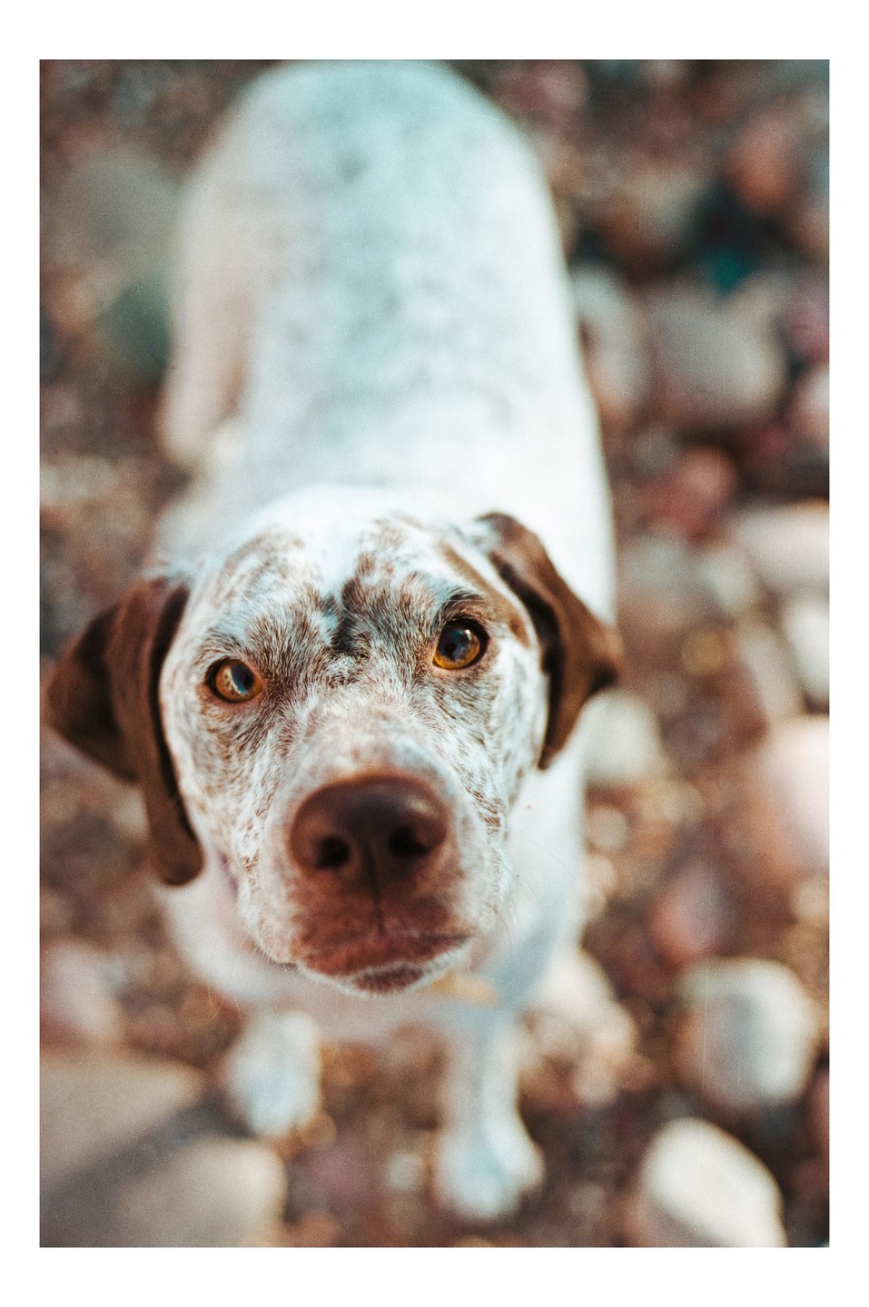 A white and brown spotted dog looks up at the camera with golden eyes.
