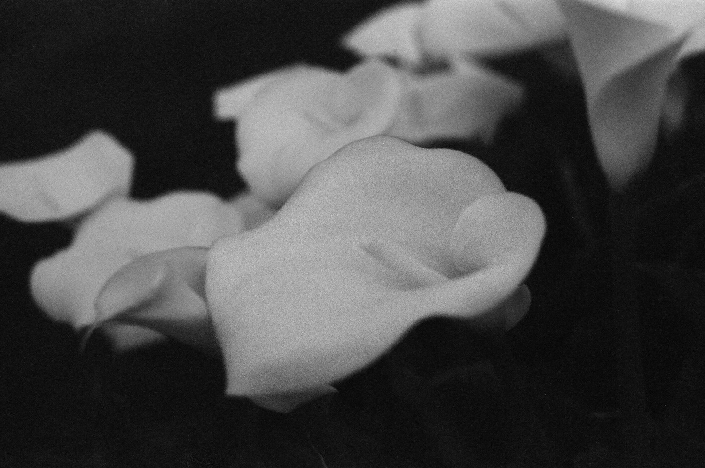 A close-up, black and white still life of several calla lilies.