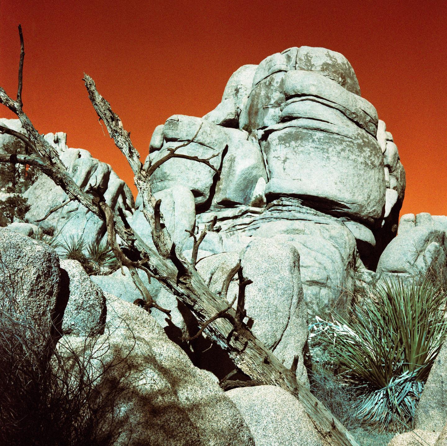 A dead tree branch rests on large boulders under an amber sky.