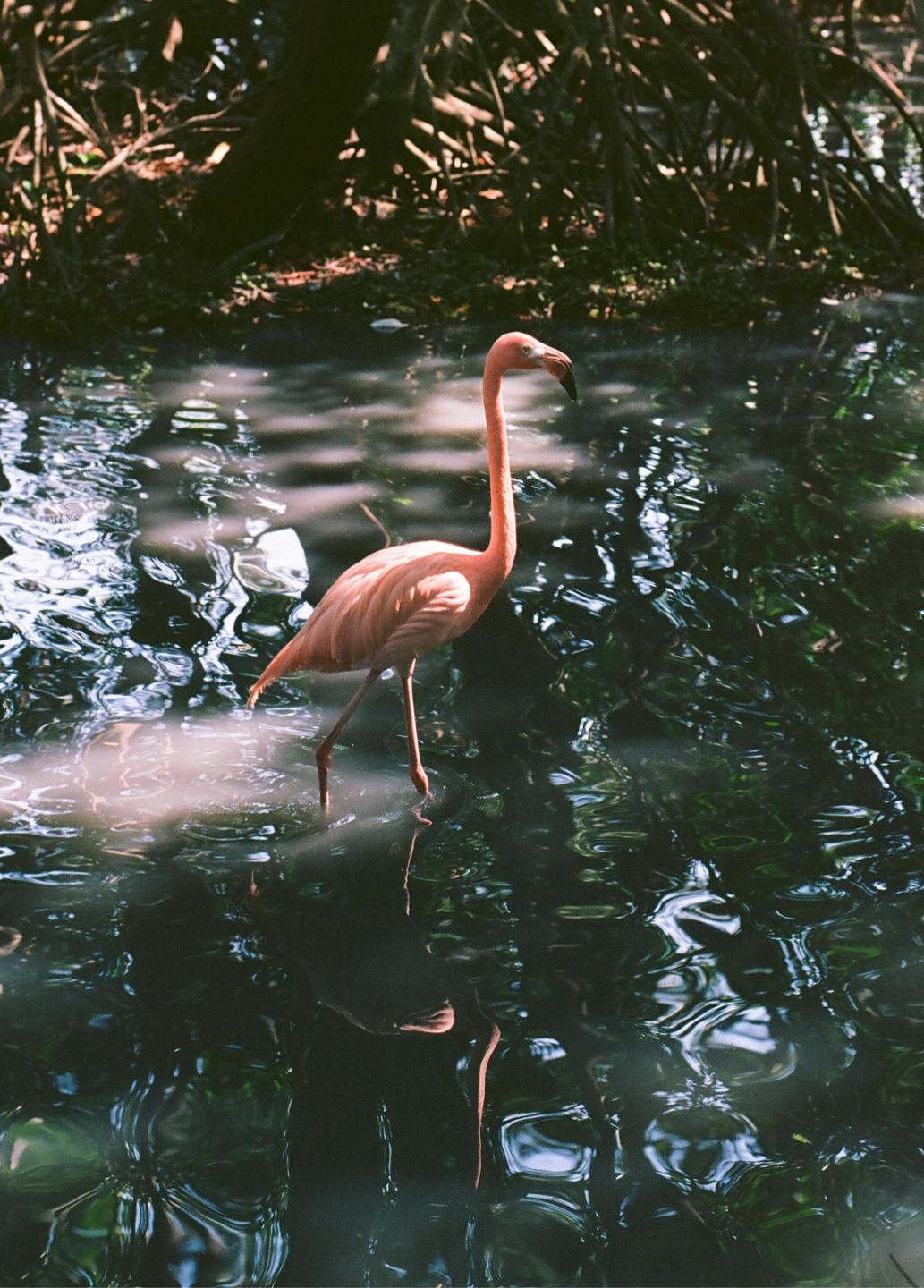 A pink flamingo stands in shallow water with reflections of trees and light.