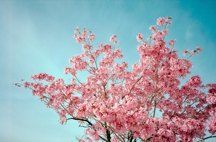 A tree with pink blossoms fills the frame against a clear blue sky.