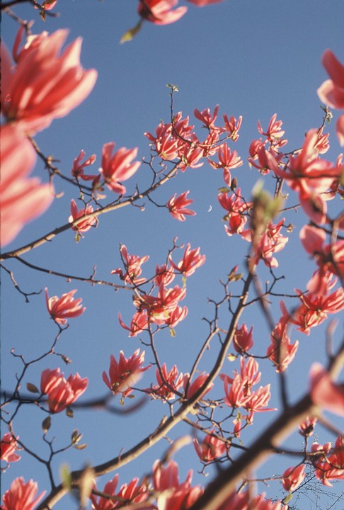 Pink magnolia blossoms are visible against a clear blue sky with a crescent moon.