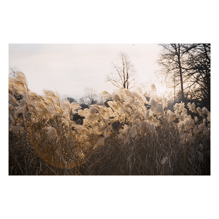 Sunlight illuminates tall, feathery reeds with bare trees in the background.