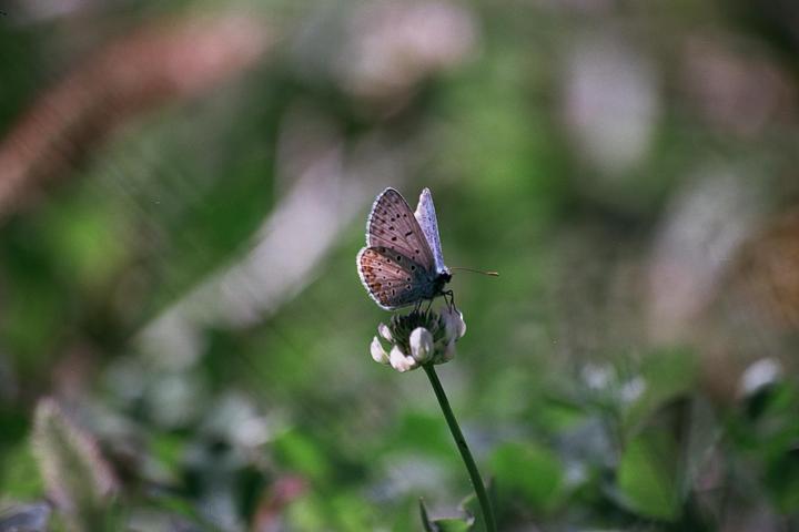 A butterfly with patterned wings rests on a white clover flower.
